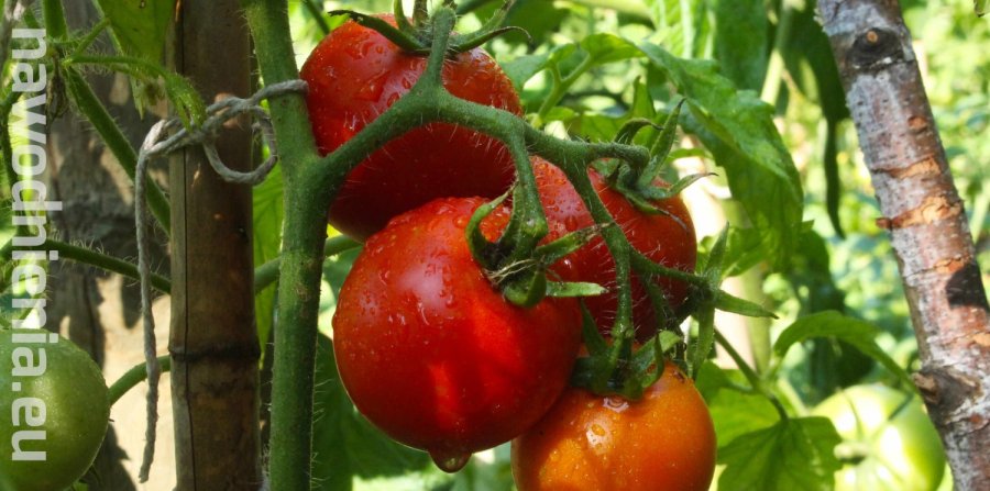 Korzyści z nawadniania pomidorów