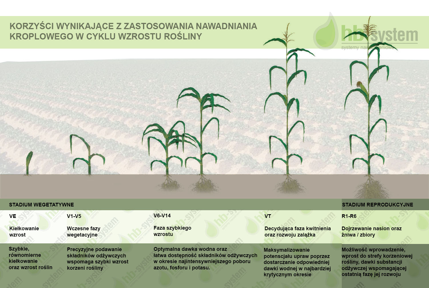 korzyści systemu nawadniającego dla plonów